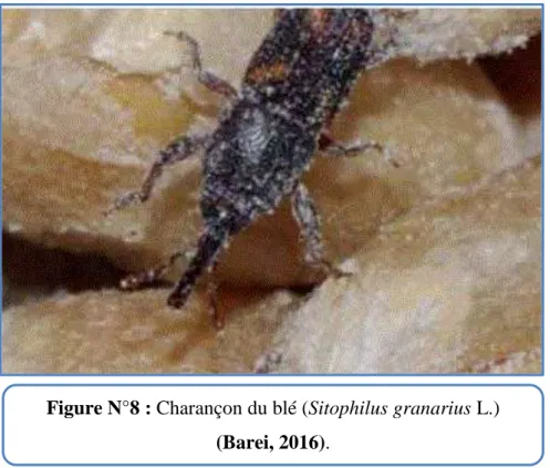 Figure N°8 : Charançon du blé (Sitophilus granarius L.)  (Barei, 2016). 