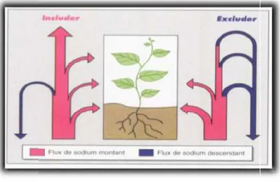 Figure 16. Schématisation du bilan de la circulation du sodium dans les plantes de type  includer ou excluder 
