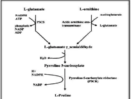 Figure 17. Les deux voies métaboliques de la proline chez  les plantes supérieures ( Hu et al., 1992)