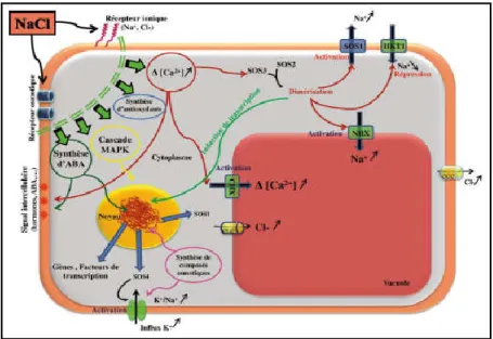 Figure 18. Synthèse des principaux mécanismes cellulaires de perception, signalisation  et réponse au stress salin (NaCl) chez la plante