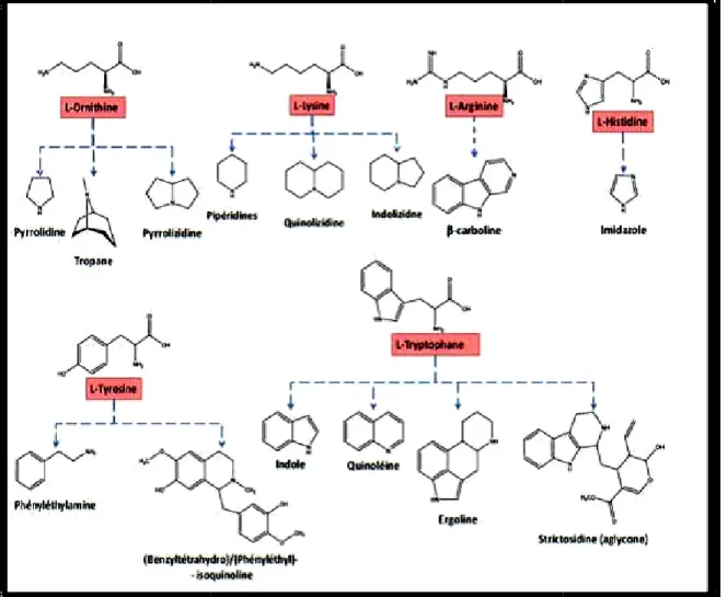 Figure 08: Origine biosynthétique de différentes classes d’alcaloïdes 3.3.2. Selon leur composition chimique et structure moléculaire