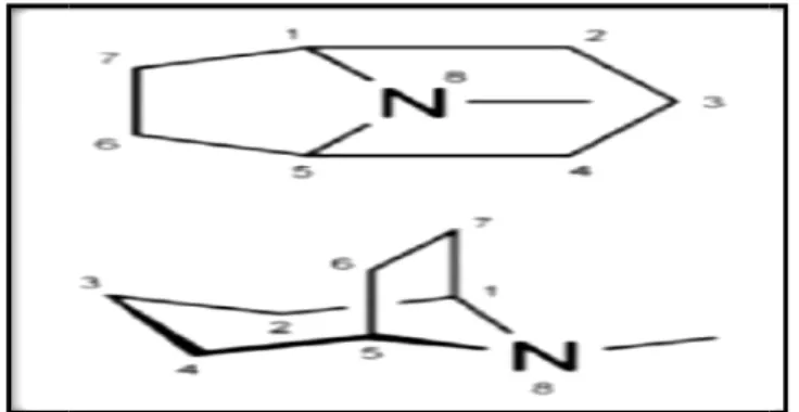 Figure 10: Structure chimique de tropane La classe se compose de plus de 200 composés.