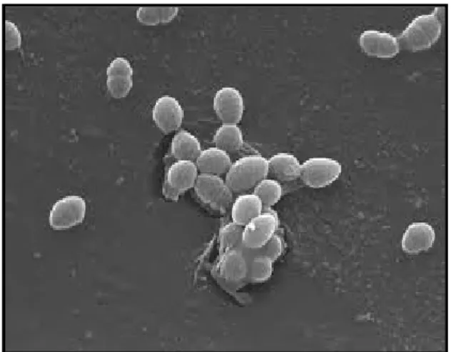 Figure 19: Enterococcus faecalis (Kaper, 2004).