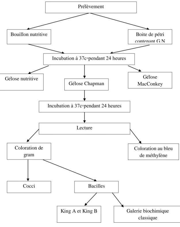Figure N°04: Schéma explicative du Protocol de travail Gélose  MacConkeyCocciPrélèvement Boite de pétri contenant G.NBouillon nutritive