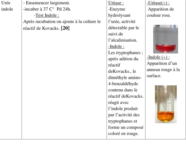 Tableau N°07: Les caractères différentiels des Entérobactéries. 