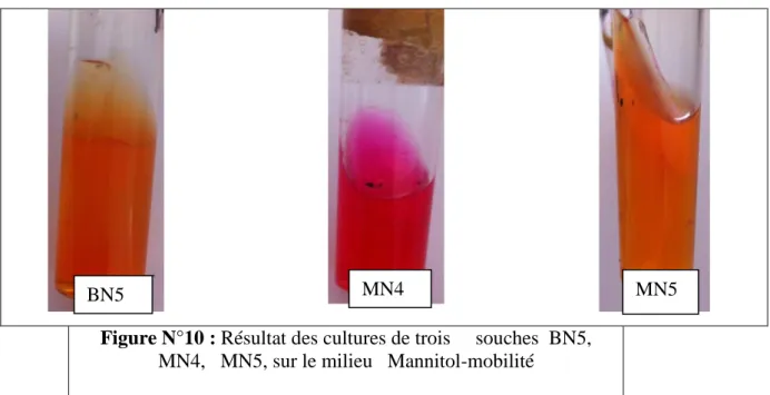 Figure N°10 : Résultat des cultures de trois     souches  BN5,  MN4,   MN5, sur le milieu   Mannitol-mobilité