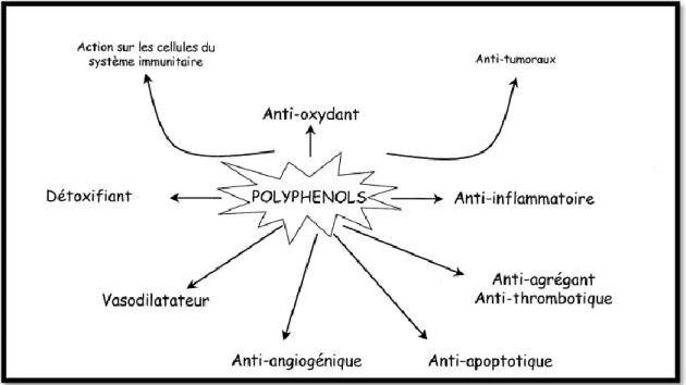 Figure 9: Effets biologiques des polyphénols (Martin et Andriantsitohaina, 2002)  II.1.5.1