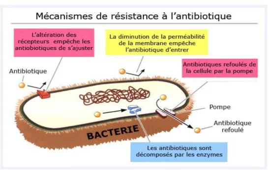 Figure 21: La résistance bactérienne aux antibiotiques (Levy et Marshall, 2004). 