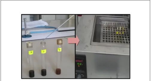 Figure 27:Teste des glucosides  II.2.5. Test des stéroïdes et triterpène 