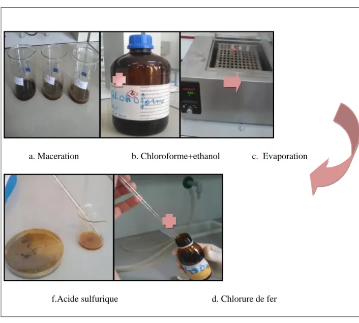 Figure 28: teste des cardinolides 