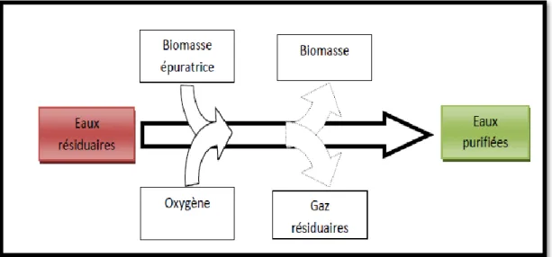 Figure 3 : Processus de traitement des eaux usées urbaines 