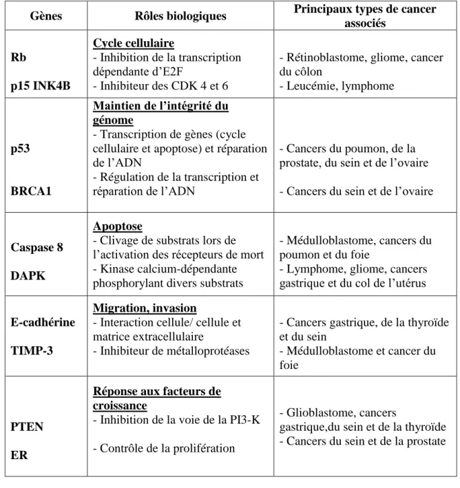 Tableau 2: Gènes suppresseurs de tumeurs communément inactivés lors de la tumorigenèse  (Deltour et al., 2005)