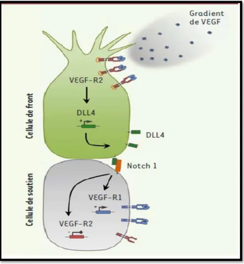 Figure 3 : Mécanismes moléculaires de sélection de la cellule de front (Treps &amp; Gavard, 2015)