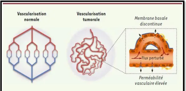 Figure 5 : Aberrations du réseau vasculaire tumoral (Treps &amp; Gavard, 2015). 