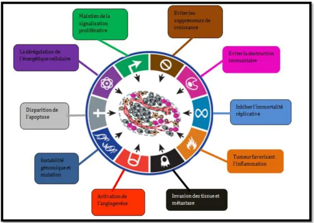 Figure 1 : Les six altérations communes à toutes les cellules cancéreuses et l’origine à leur  prolifération incontrôlée (Hanahan and Weinberg, 2011)