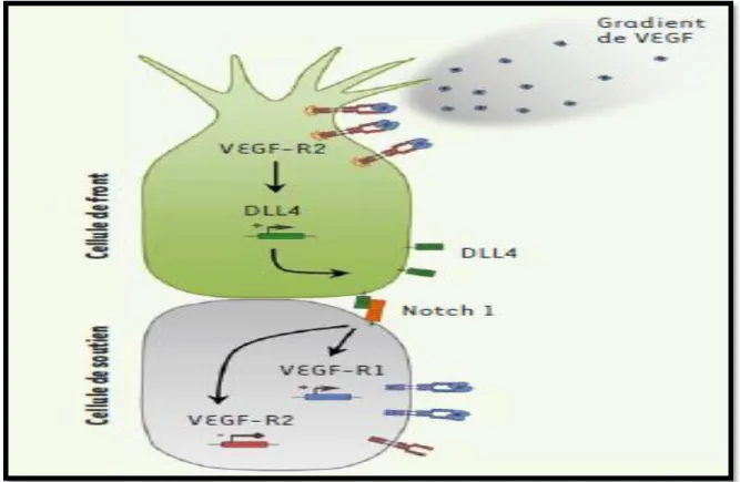 Figure 3 : Les mécanismes moléculaires de sélection de la cellule de front (Treps et Gavard,  2015)