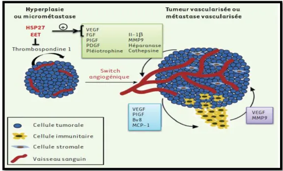 Figure 5 : Représentation schématique des médiateurs moléculaires et cellulaires du switch  angiogénique