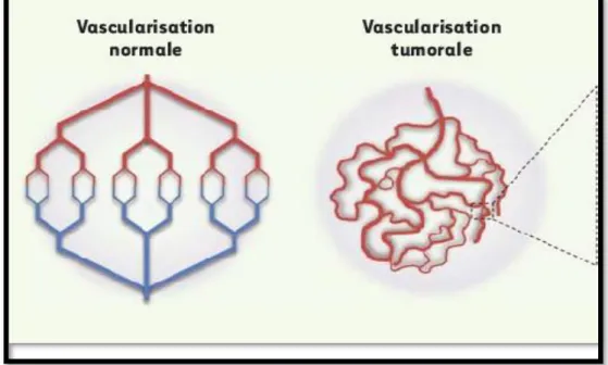 Figure 06 : Representation de la hiérarchisation des vaisseaux normaux et tumoraux                                                                (Treps et Gavard, 2015)