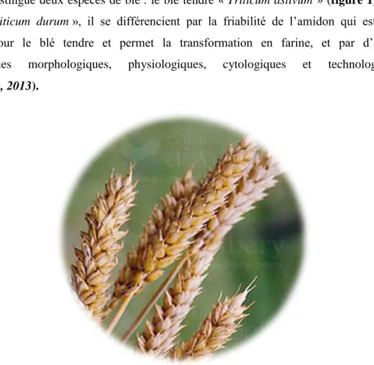 Figure 1: le blé tendre (François-Xavier, 2014). 