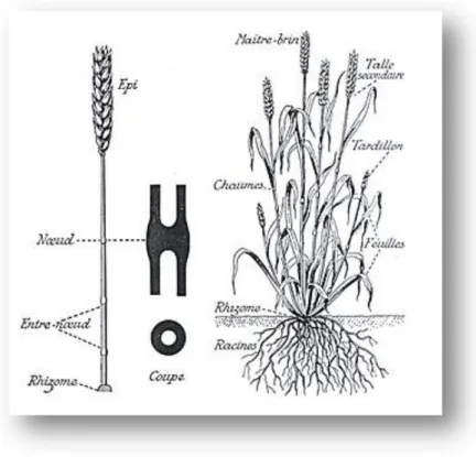 Figure 3: la morphologie d’une plante de blé (Anonyme, 2003). 