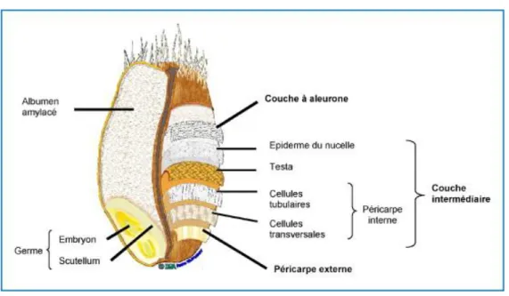 Figure 4: Structure du grain de blé (Surget et Barron, 2005). 