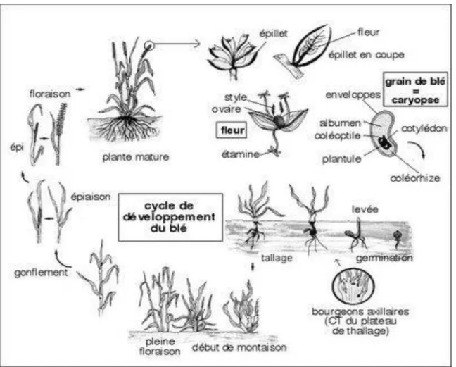 Figure 5: Cycle de développement du blé (Ouanzar, 2012). 