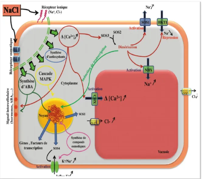 Figure 6: Synthèse des principaux mécanismes cellulaire de perception, signalisation et  réponse aux stress salin chez la plante (Hanana et al., 2011) 