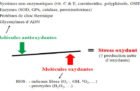 Figure 7: Composantes de la balance entre les molécules anti- et pro-oxydantes    (Marie-Eve Lavoie, 2012)