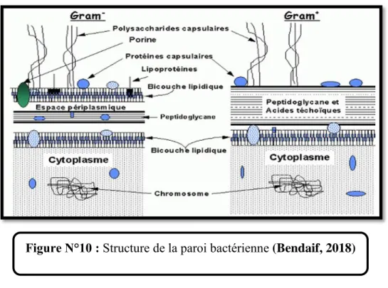 Figure N°10 : Structure de la paroi bactérienne (Bendaif, 2018) 