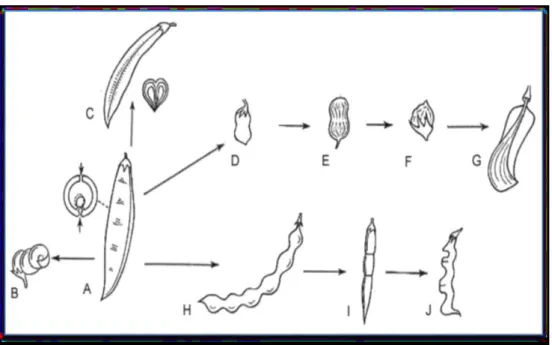 Figure 4: Fruit des Fabacées (Ati, 2018). 