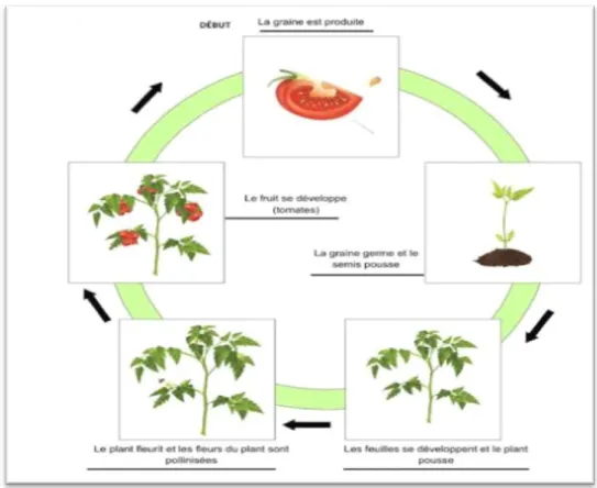 Figure 02: Cycle de vie de la tomate (Rey et Costes, 1965). 