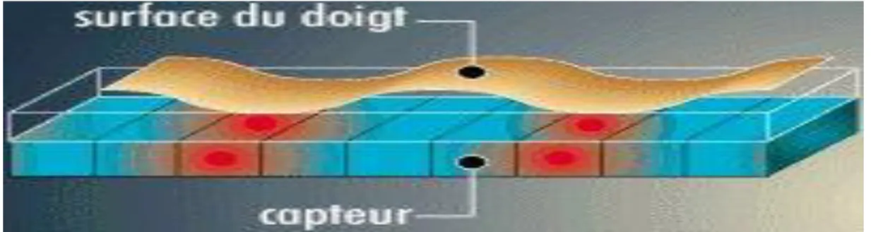 Figure I.4 : Capture de l'image d’une empreinte digitale 