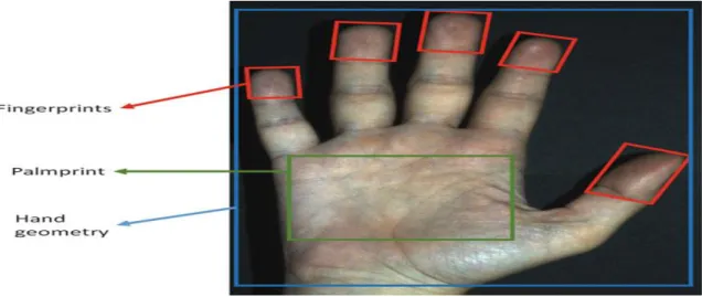 Figure I.6 : Texture de l'iris 