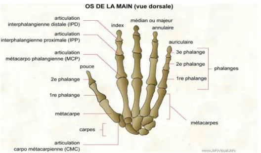 Figure II.2 : OS de la main (vue dorsale) [70]. 