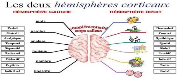 Figure 01 : Principales fonctions intellectuelles gérées par les des deux  hémisphères cérébraux