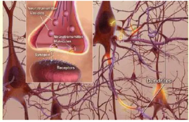 Figure 2 :  Connexion entre les neurones.  1