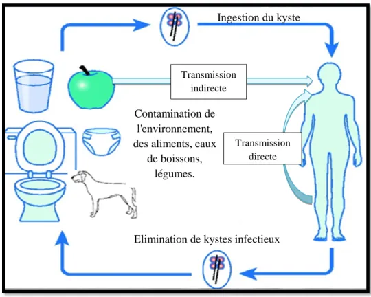 Figure 04 : Mode de transmission du parasite (Giardia intestinalis) (Site : 01).  