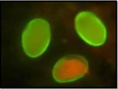 Figure 09: Kyste de Giardia intestinalis Observés par microscope à fluorescence (Site: 02)      2.5.1.5.2