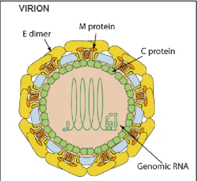 Figure 13. Structural proteins of Zika virus (Lin et al., 2018). 