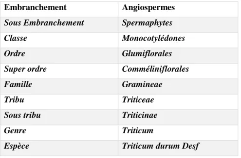 Tableau 01 : Classification botanique de blé dur selon (Chadefaud et Emberger, 1960). 