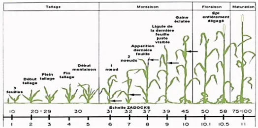 Figure 03 : Le cycle biologique de l’orge (Merzougui et Aichour, 2013). 