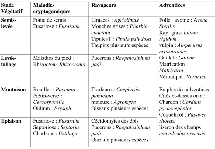 Tableau 05 : Tableau présente les principaux ravageurs, maladies et adventices du blé    (Aissani, 2013)