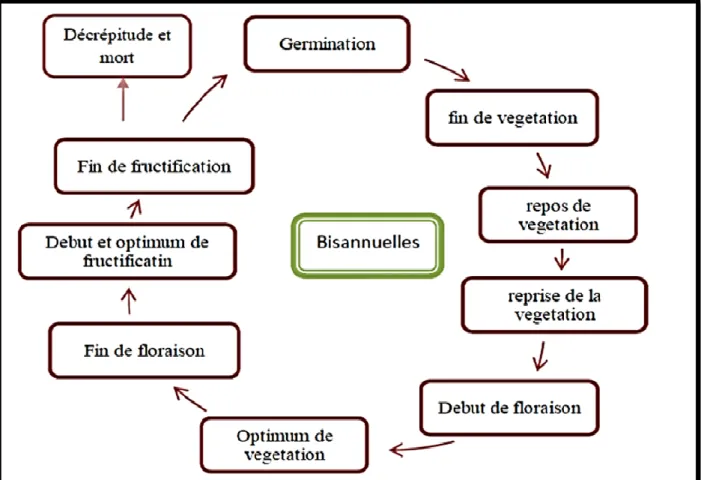 Figure 05 : cycle biologique des plantes bisannuelles (Hanitet, 2012). 