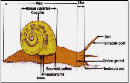 Figure 1. Anatomie de l’escargot externe       2.3.2. Anatomie interne  