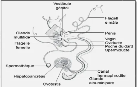 Figure 3. Schéma de l’appareil génital de l’escargot