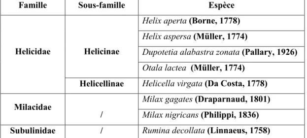 Tableau  6 :  Les  espèces  des  gastéropodes  terrestres  recensés  dans  les  deux  sites  d’étude            (Sidi Khelifa et Zeghaia) (octobre 2018 - mai 2019)