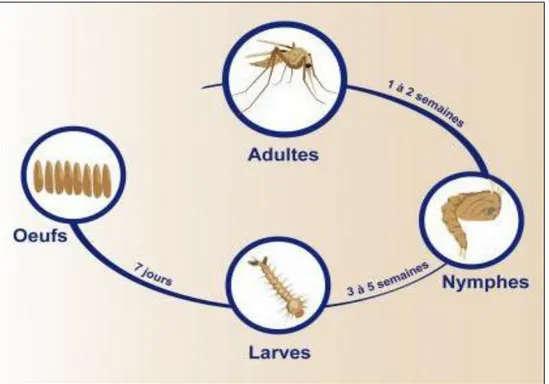 Figure 11. Cycle de vie de phlébotome (Adlaoui, 2003) 