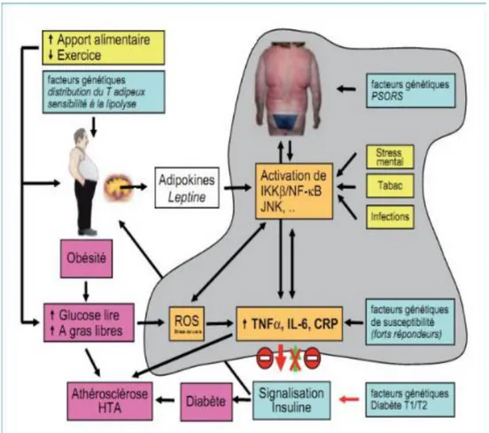 Figure n°3:sécrétion d'hormones comme la leptine, la résistine, la visfatine et  l'adiponectine, etc (Pickup  JCet al.,1997) 