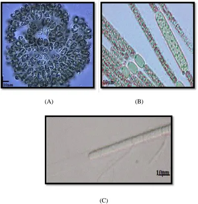 Figure 1 : La morphologie des cyanobactéries, A, B (Brient et al., 2001), C  (Berger, 1986)
