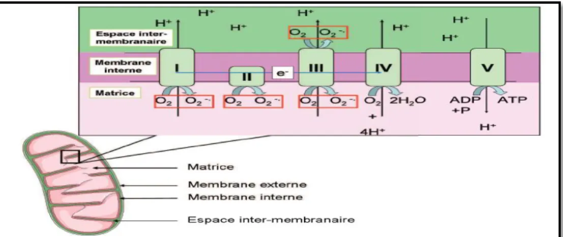 Figure 2 : Représentation schématique d'une mitochondrie et de la chaîne respiratoire